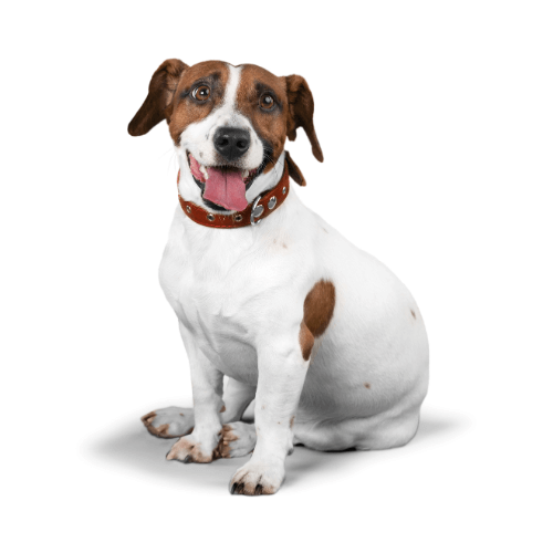 brown and white dog against a white background