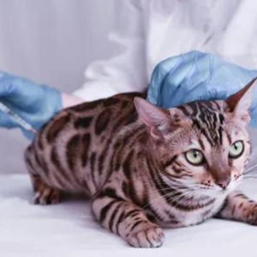 kitten vaccination