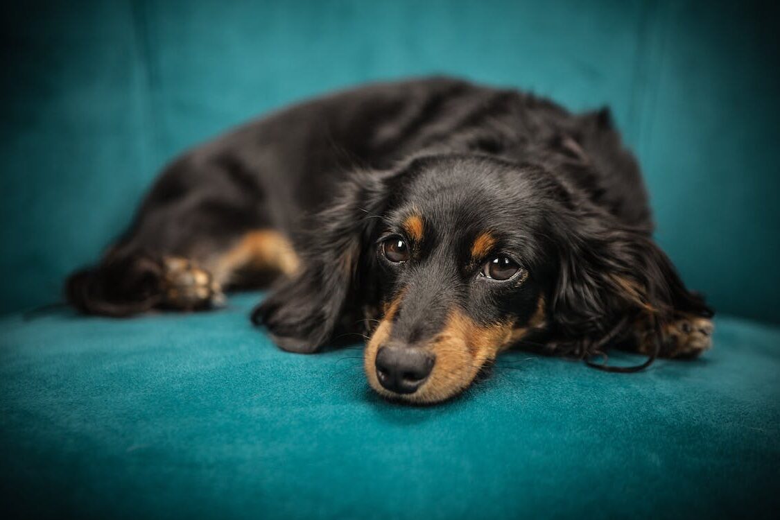 Payment Options For Veterinary Care | Broadway Veterinary Hospital