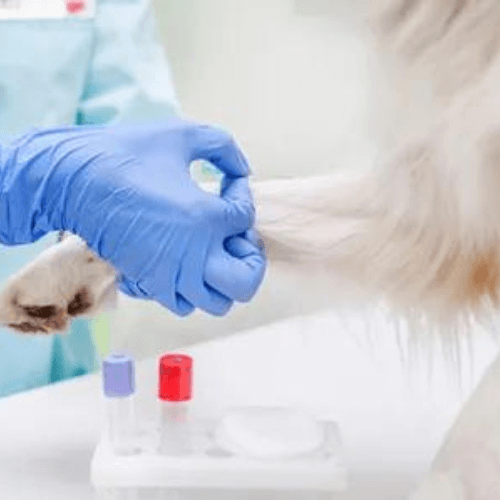 pet bloodwork services
