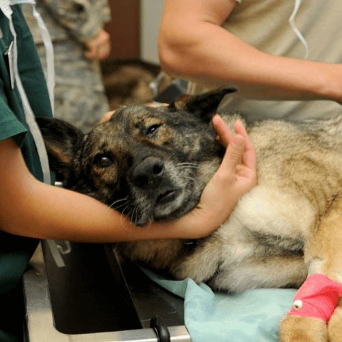 Pet Chiropractic Care