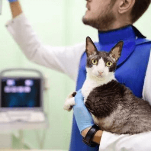 pet radioology services
