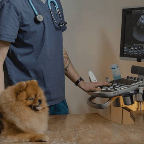 Pet ultrasound