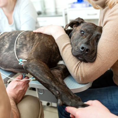 pet wellness examination